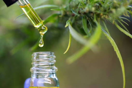 Cannabinoid Oil becomes the underdog in unprecedented times of Covid-19