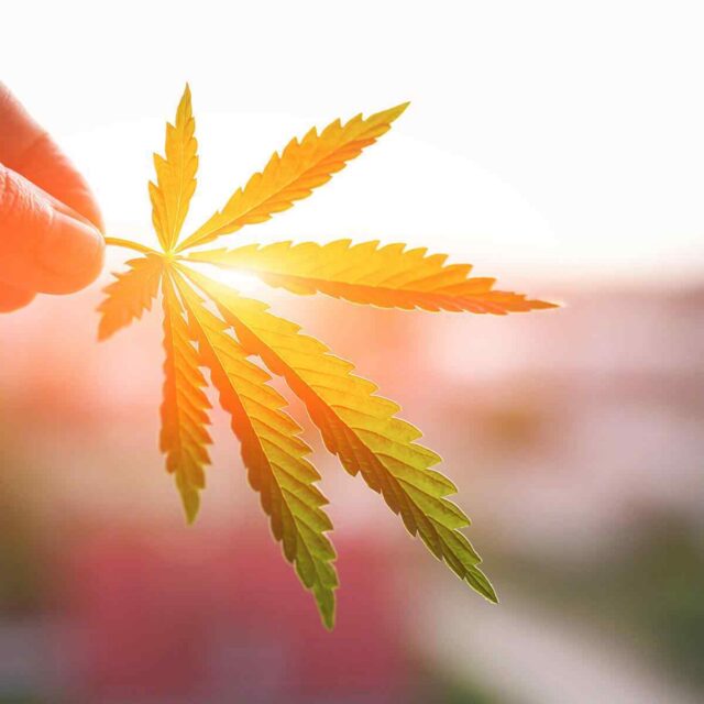 Why Branding Matters in the Cannabis Industry