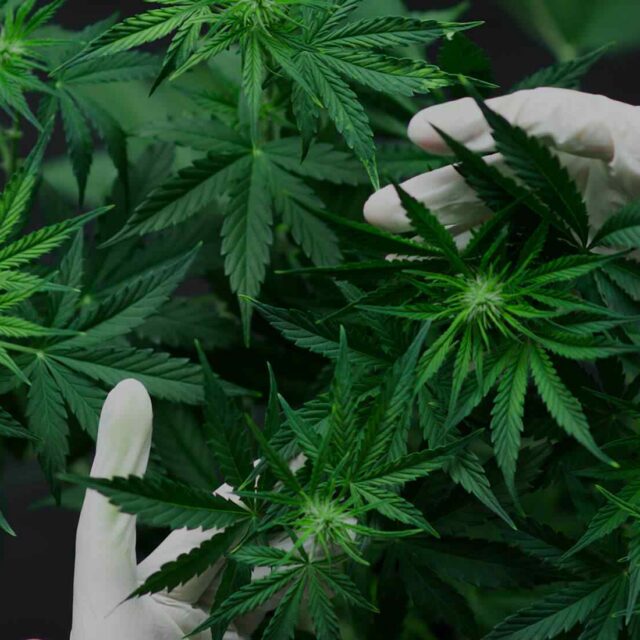 SAHPRA Clarifies the Status of THC and CBD in South Africa