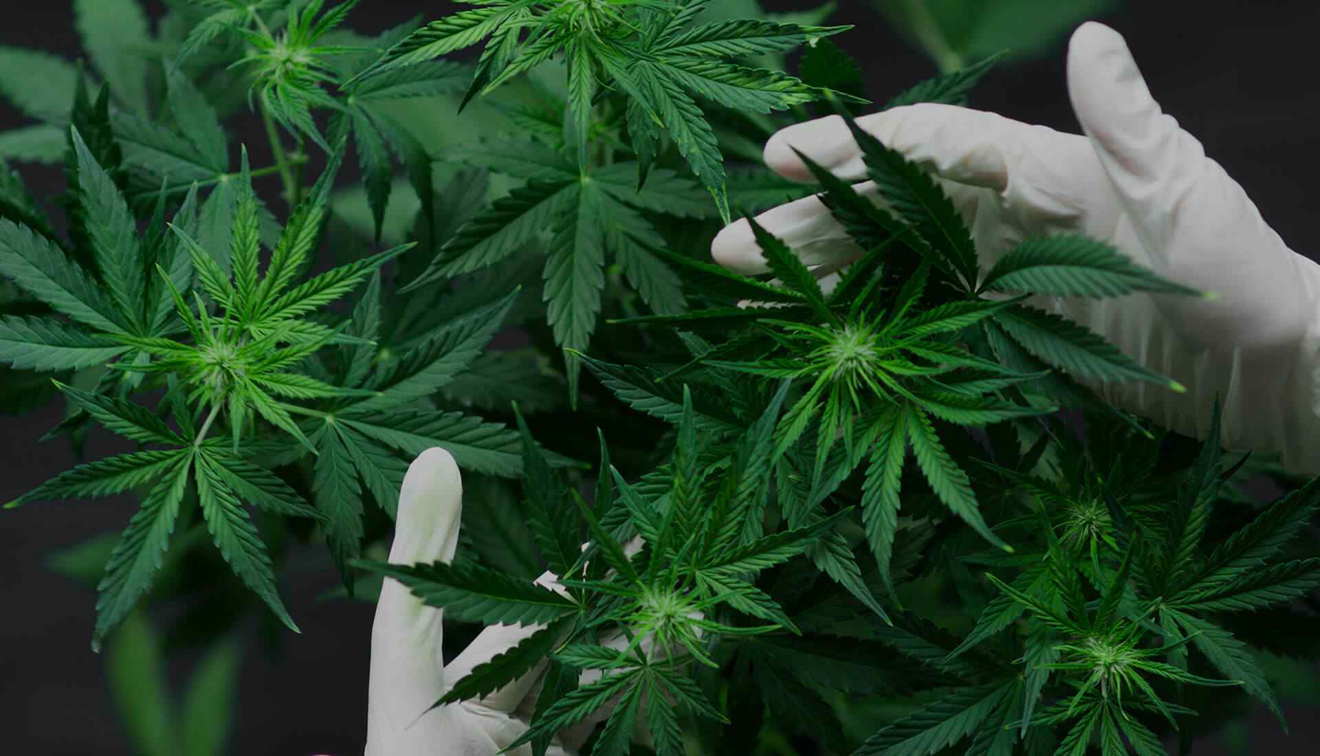 SAHPRA Clarifies the Status of THC and CBD in South Africa