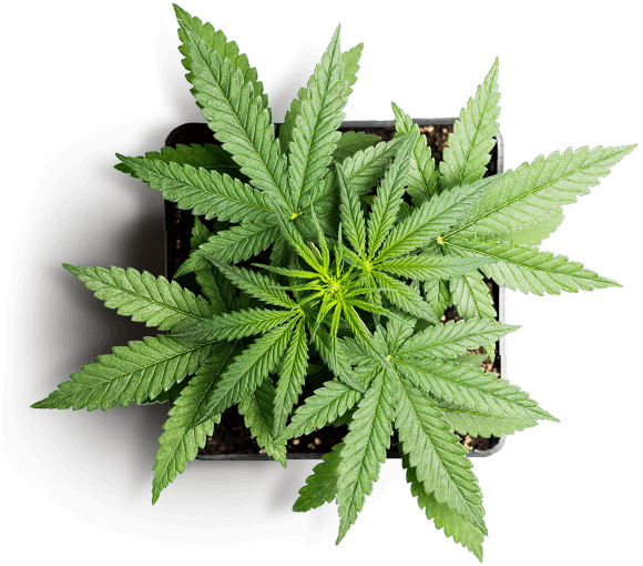 https://vitacannpharm.com/wp-content/uploads/2019/01/slider_marijuana_01.png